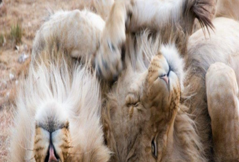 南非探索太阳城和比兰斯堡自然保护区野生动物园bd【品质出游】