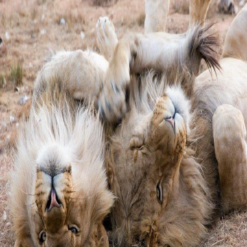 南非探索太阳城和比兰斯堡自然保护区野生动物园bd