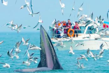 【北海涠洲岛观鲸】豪华游艇出海追布氏鲸+海上落日+全岛接送【老船长就是“人型探鱼器”，茫茫大海一眼锁定布氏鲸！】