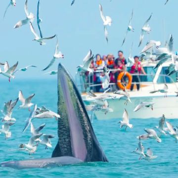 【北海涠洲岛观鲸】豪华游艇出海看布氏鲸+海上落日+全岛接送