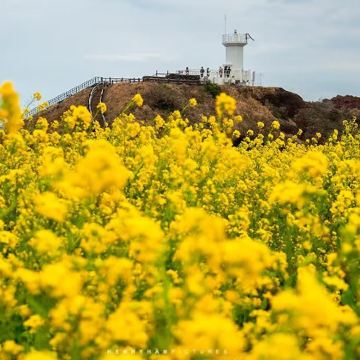 牛岛+城山+涉地可支+月汀里一日游【金牌司导｜牛岛经典线】