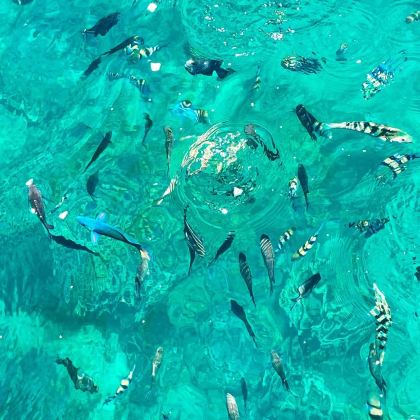 马尼拉周边木瓜岛浮潜跳崖拼车游（Papaya Island）