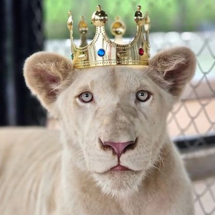 泰国普吉岛狮子园半日游【Lion Land Phuket】