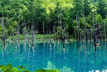 日本北海道美瑛+旭川+富良野【私家包车/中文司机/行程定制】【尊享一对一高端行程定制，多日豪华包车专属礼遇，专业旅行顾问24小时恭候垂询。】