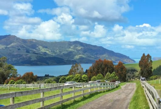 新西兰阿卡罗阿羊驼农场+坐船观海豚+巨人之家｜基督城出发【尊享一对一高端行程定制，多日豪华包车专属礼遇，专业旅行顾问24小时恭候垂询。】