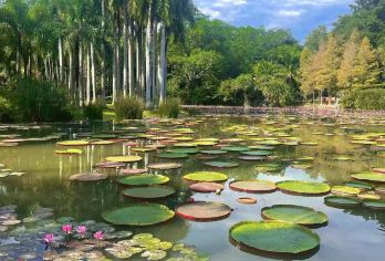 中科院植物园+基诺山寨一日游【2-8人小团+晚出发+纯玩】【2-8人小团，9点出发懒人游，不打卡不走马观花，让旅游充满阳光；】