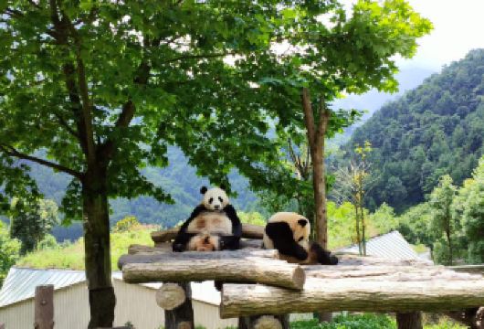 成都大熊猫繁育研究基地+乐山大佛一日游【15人团英语游讲解】【看中国大熊猫+打卡联合国教科文组织遗址-乐山大佛】