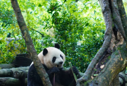 熊猫谷＋都江堰+蓝眼泪一日游【2-6人小团+含票+人工讲解】【[优选小团]2-6人团，人数更少，体验更佳。三环内接早，舒适出行。也可选择独立成团。】