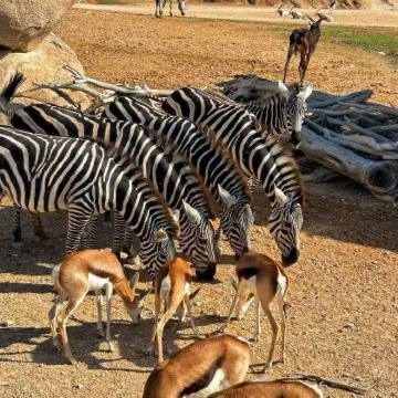 阿联酋艾因动物园+莱茵绿洲一日游【中文包车出游-上门接送】