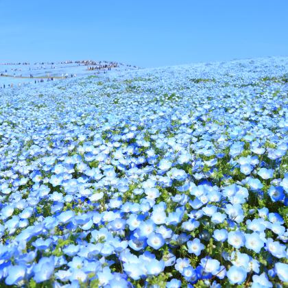 国营常陆海滨公园 & 足利花卉公园之旅（东京出发）