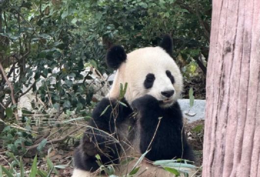 成都出发三星堆+熊猫基地+宽窄巷子包车一日游【一眼三星堆，千年古蜀魂；成都寻熊，快乐爆棚；一巷宽窄，半城风雅】