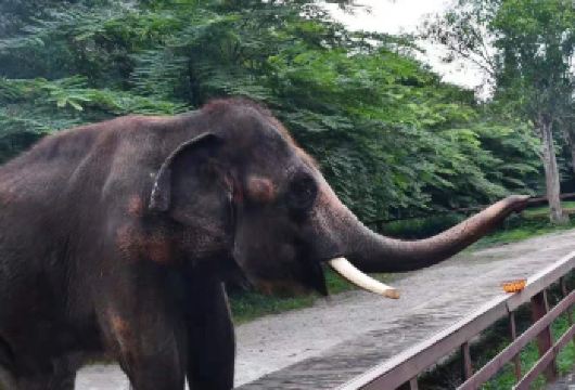西双版纳野象谷+傣族园一日游-寻踪野象-泼水狂欢-司导服务【[优质服务]真正纯玩，绝无购物，游玩时间充足，轻松享受假期！】