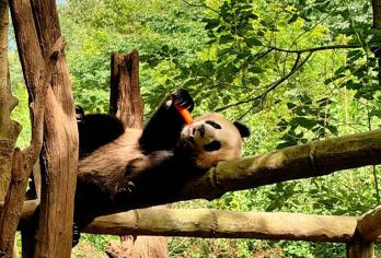 都江堰景区+熊猫谷一日游【【2-8人纯玩小团｜三环内接送】】【解锁都江堰，遇见千年古韵与水的秘密！感受到古代人民的智慧和汗水是勤劳智慧的象征】