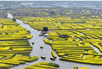 兴化千垛油菜花含游船+李中水上森林含竹筏一日游天天发班【含李中水上森林以及千垛菜花的门票{含竹筏以及千垛菜花船票]】