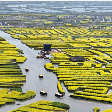 兴化千垛油菜花含游船+李中水上森林含竹筏一日游天天发班