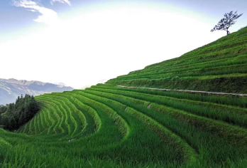 桂林：龙脊梯田和茶园一日游【探索龙脊梯田的雕塑般景观 有机会品尝中国茶 在私人导游的带领下，了解瑶族和壮族文化。】