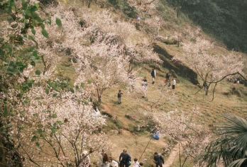 鹤鸣山或三元场1日游，2选1【藏在成都周边的花海，休闲徒步】【轻松休闲徒步，老少皆宜】