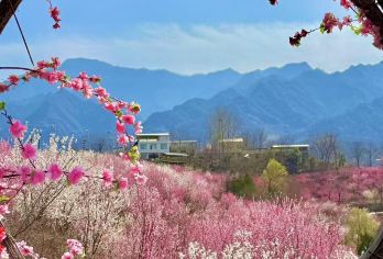 子午梅苑+宁陕老街+【城隍庙/石泉汉江三峡】一日游【优质的服务团队：拥有一支专业、热情、周到的服务团队，为乘客提供全方位的服务。】