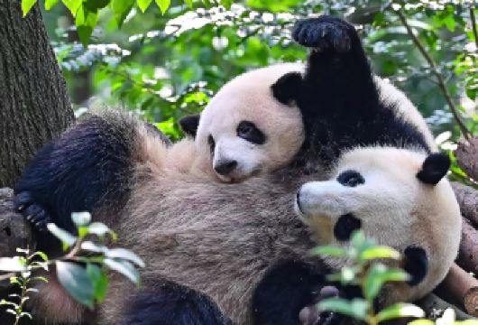 都江堰 大熊猫繁育研究基地 真纯玩一日游 三环内上门接【三环内上门接统一位置散团（三环外自行到集合点，导游报销车费樶高10元一人）】