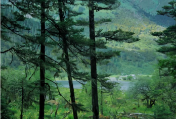 香格里拉无底湖一日游【秘境徒步、森林湖泊小众之旅】【香格里拉出发无底湖环湖徒步一日游】