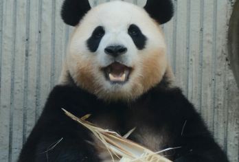 成都大熊猫繁育研究基地+三星堆博物馆一日游【跟团游、半日游】【1，0购物店：本页所有都青都熊产品：真纯玩不进购物店】