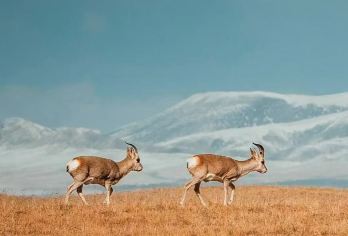 中国青海-可可西里一日游【穿越昆仑山，探秘无人区v】【一日打卡昆仑山+可可西里：冰川、雪山、藏羚羊、荒野公路大片】