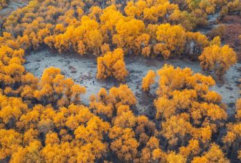 世界胡杨公园*139自架寻踪之旅/胡杨林+沙雁洲+139秘境【热门景点，10小时VIP小团服务，多日行程可定制】