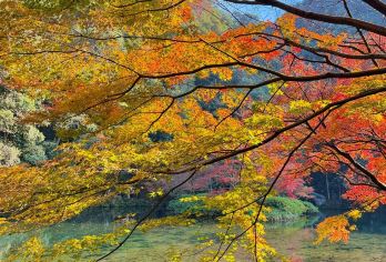 杭州九溪徒步半日游【九溪十八涧画扇+品龙井茶+十八棵御茶园】【龙井问茶：深入壮阔的茶园美景，体验正宗龙井品尝，神秘观景台俯瞰龙井全景。】