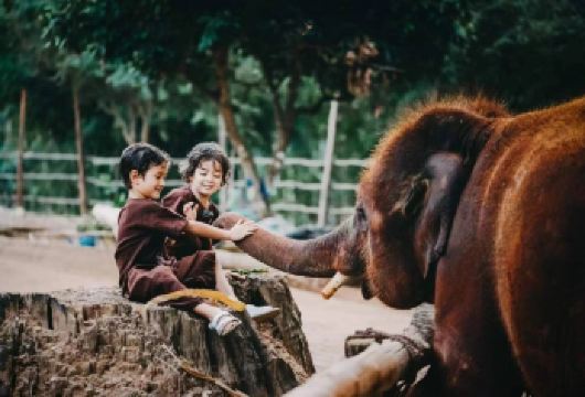 清迈美旺可巧大象生态公园一日游【喂食大象+接送+中文向导】【喂食大象、和大象一起散步，和大象亲密接触】