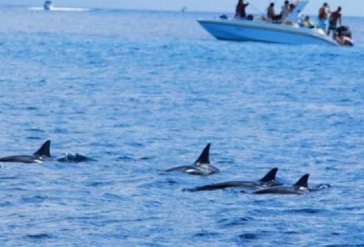 毛里求斯海豚湾日游 双体船追海豚+月亮岛+午餐+提供浮潜装备【毛里求斯追海豚（接送+含午餐+浮潜装备）】