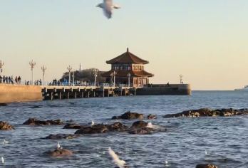 青岛市内一日游【8大经典景点一价全含/全程】【[一价全含]8大经典景点一价全含,全程0自费】