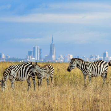 【中文/英文司机包车游】安齐拉纳纳+琥珀山国家公园