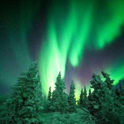 美国费尔班克斯狗拉雪橇+极光之旅+珍娜温泉【中文定制包车】