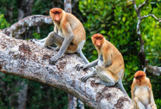 亚庇Kawa红树林萤火虫一日游含餐丨5人小团可选【自营kawa专属赠送椰子布丁，细腻香浓，吃货们的福利，还可以观赏到涂滩落日】