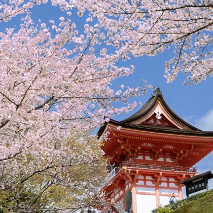 京都经典路线清水寺、岚山竹林小径、金阁寺｜京都出发