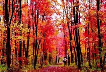 天平山一日游【中国四大赏枫胜地-赏红枫银杏+双古镇】【低于12人活动自动取消（只能原额退款或改其它同期成团线路，不做任何赔偿）】