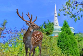 大连星海广场+棒棰岛+莲花山观景台包车游【独立成团自选景点】【[独立成团]独立包车不拼客，自由行程，全程只为您一家服务（五座车，七座车，多种车型供您选择）】