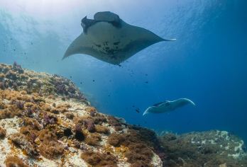 努沙佩尼达岛 Manta Point 浮潜 2 个地点，提供巴厘岛或珀尼达岛酒店接送服务【与雄伟的蝠鲼邂逅：在世界著名的蝠鲼点，近距离接触这些温柔的巨型生物，感受它们在自然栖息地的奇妙之旅。 2 个标志性的浮潜地点：探索曼塔角壮观的水下悬崖和水晶湾充满活力的珊瑚花园。 无缝门到门服务：提供从巴厘岛主岛或努沙佩尼达岛酒店出发的轻松接送服务。】