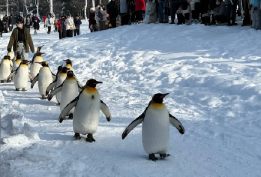 北海道动物园+白须瀑布+肯与玛丽树 青池精灵台| 包车一日游【旭川动物奇遇 × 美瑛富良野冬季仙境】