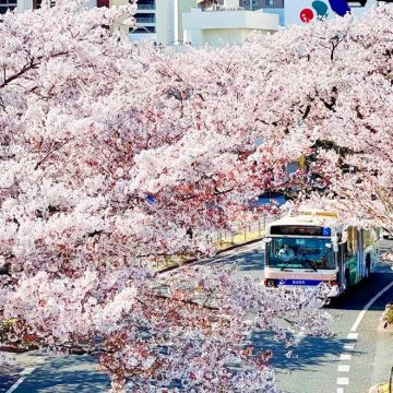【樱花季限定】茨城雨引观音千本樱+日立樱花祭+海景日落一日游