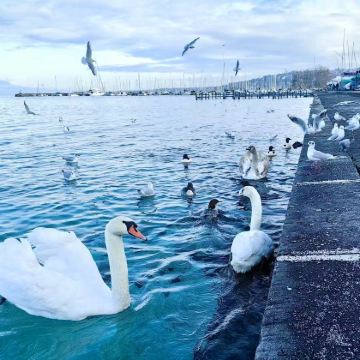 日内瓦湖环湖包车游：【徒步|玩水|城堡|酒庄|古典小镇】