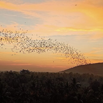 暹粒出发马德望一日游：竹火车、Banan Temple及蝙蝠洞日落