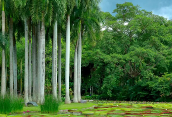 西双版纳野象谷+原始森林公园+中科植物园+江边夜市一日游【中文包车，定制服务，安心自由】