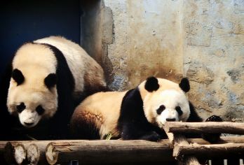 西安秦岭四宝科学公园一日游【网红顶流七仔，看四宝/两位起订】【风吹又日晒，自由又自在，去看看悠闲的大熊猫们和可爱的宝们】