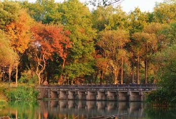 杭州西溪湿地景区（含门票+电瓶船票）+2小时资深讲解半日游【[5A级湿地公园]带你穿过一帧又一帧美丽的野趣画卷，这是游江南山水的气质玩法】