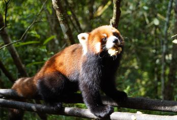 太阳河森林公园+茶马古道一日游亲密接触小熊猫2-6人深度游【品质保障：精品纯玩，保证不进购物店，2-6人小团出行，更自在】