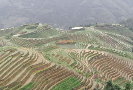 一日私人龙脊梯田之旅，包含壮族和瑶族村寨游览【可从桂林或阳朔酒店接客 探索龙脊梯田的雕塑般景观 在私人导游的带领下，了解瑶族和壮族文化。】