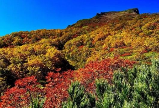 日本北海道大雪山国立公园+银泉台【秋季赏枫徒步/中文专车】【尊享一对一高端行程定制，豪华包车专属礼遇，专业旅行顾问24小时恭候垂询。】