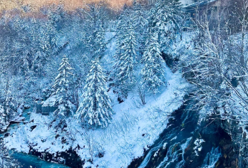 日本札幌旭山动物园+美瑛树+白须瀑布+森林精灵阳台  一日游【精华景点一网打尽：一次游览旭山动物园、美瑛树，白须瀑布、森林精灵阳台特色景点】