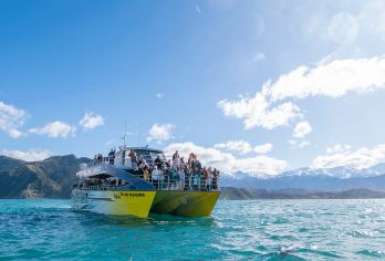 新西兰 凯库拉一日游（基督城出发，含观鲸船票）酒店接送【乘坐Whale Watch的凯库拉观鲸游船让您在一年四季的自然环境中近距离观赏巨型抹香鲸】